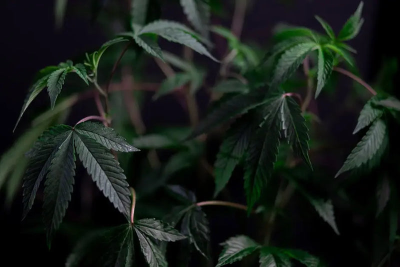 CBD Flower: What You Need to Know Before You Buy