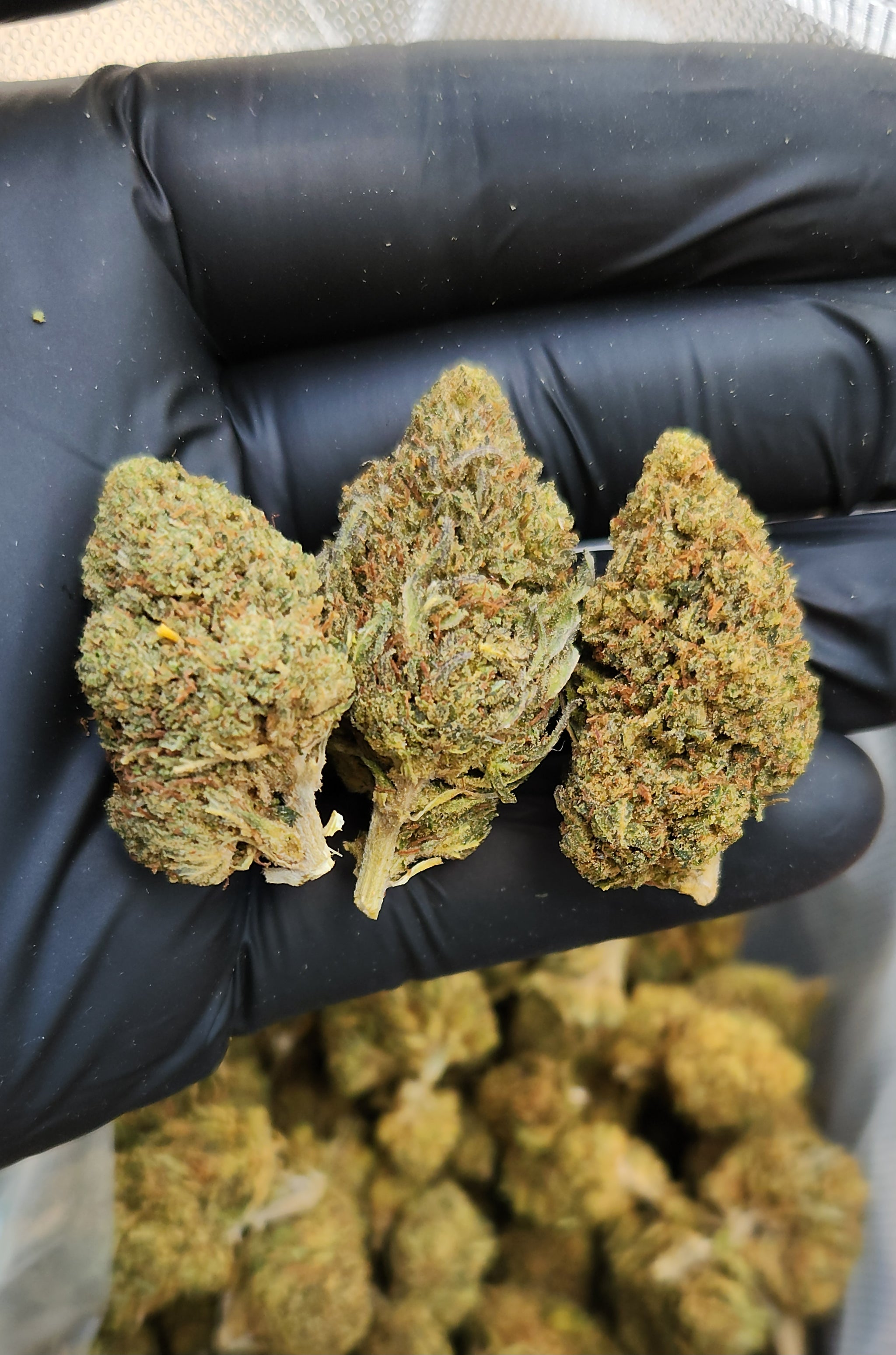 🇺🇸 Rainbow OG (19%)
