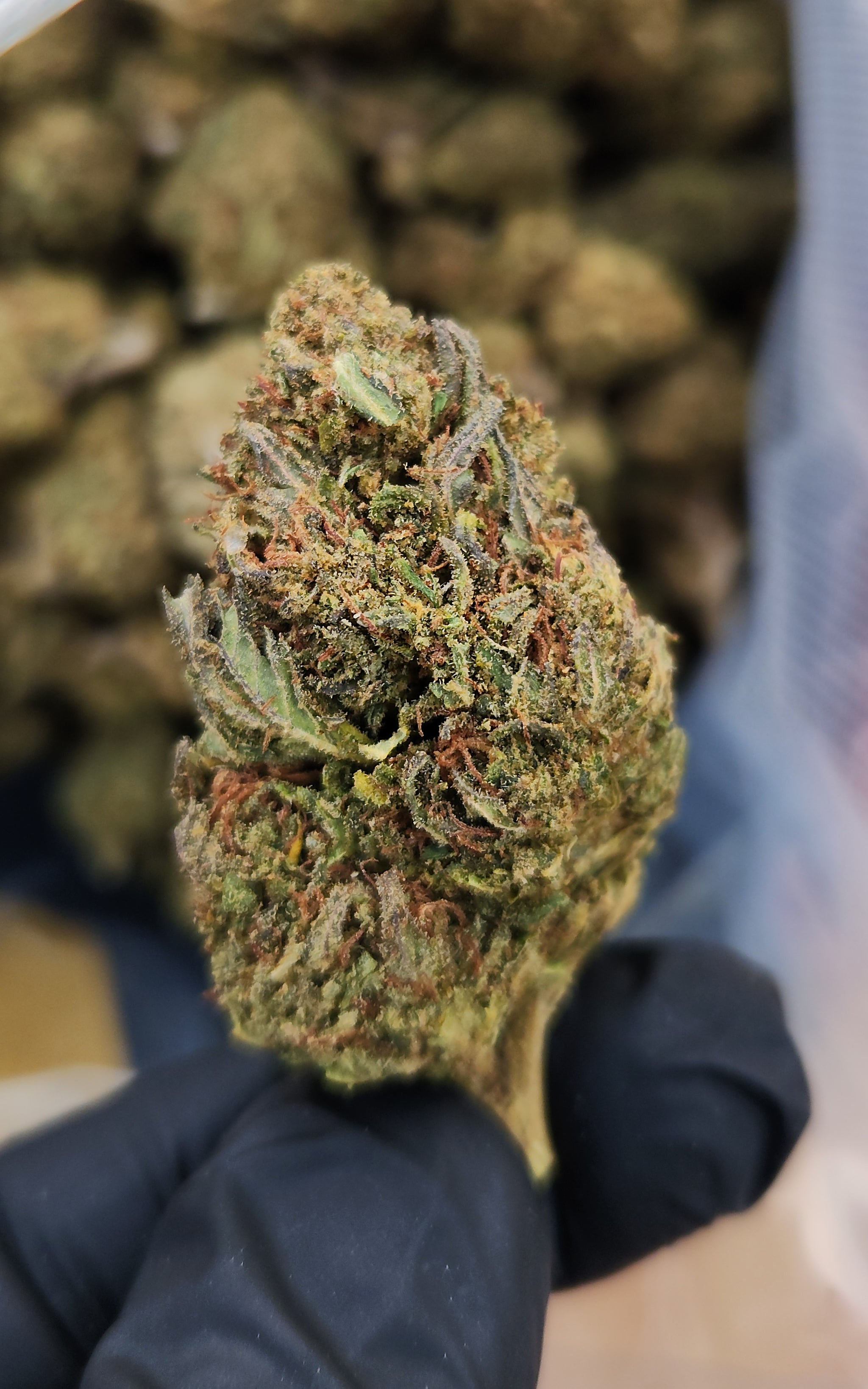 🇺🇸 Rainbow OG (19%)