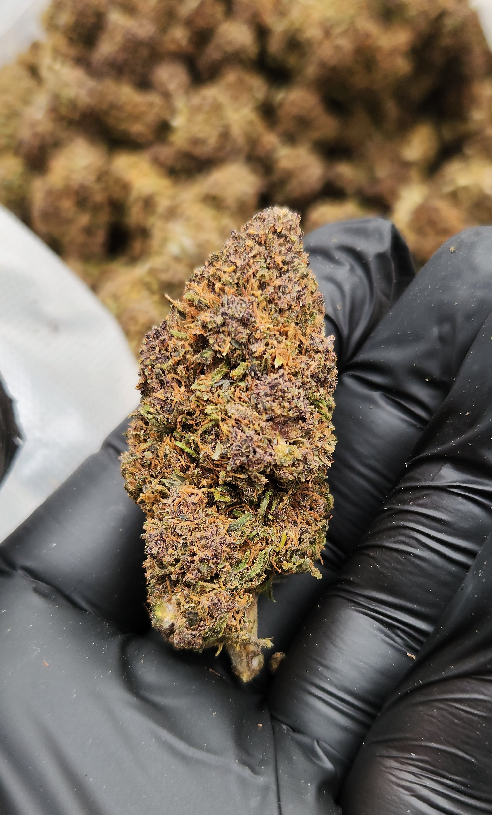 🇺🇸 Lemon Purps (18%)