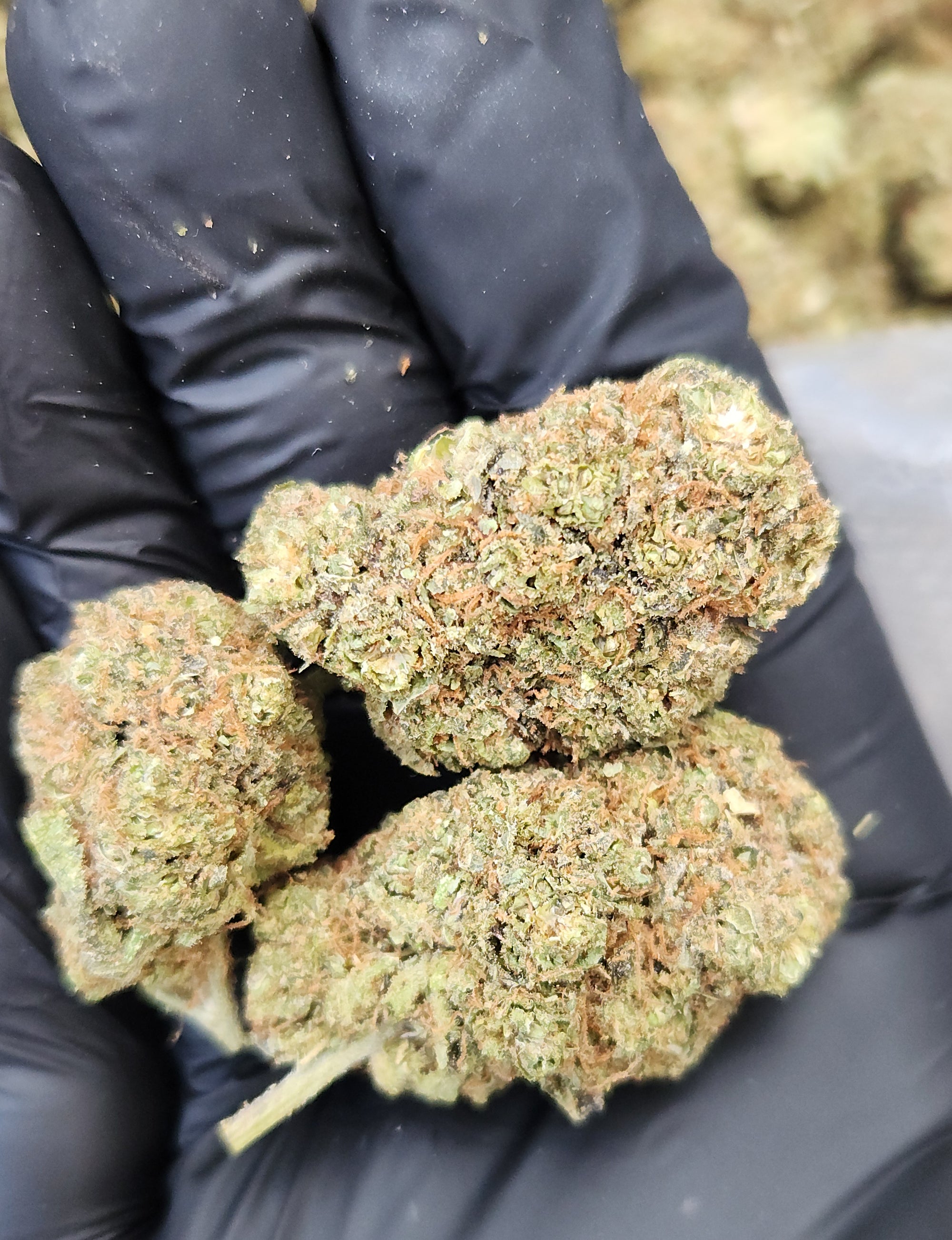 🇪🇺  Alien OG (18%)