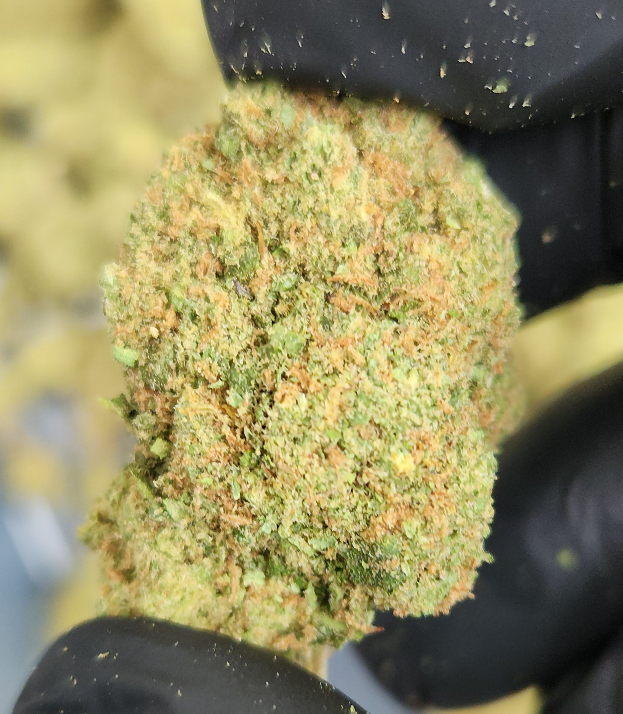 🇺🇸 Banana Kush (23%)