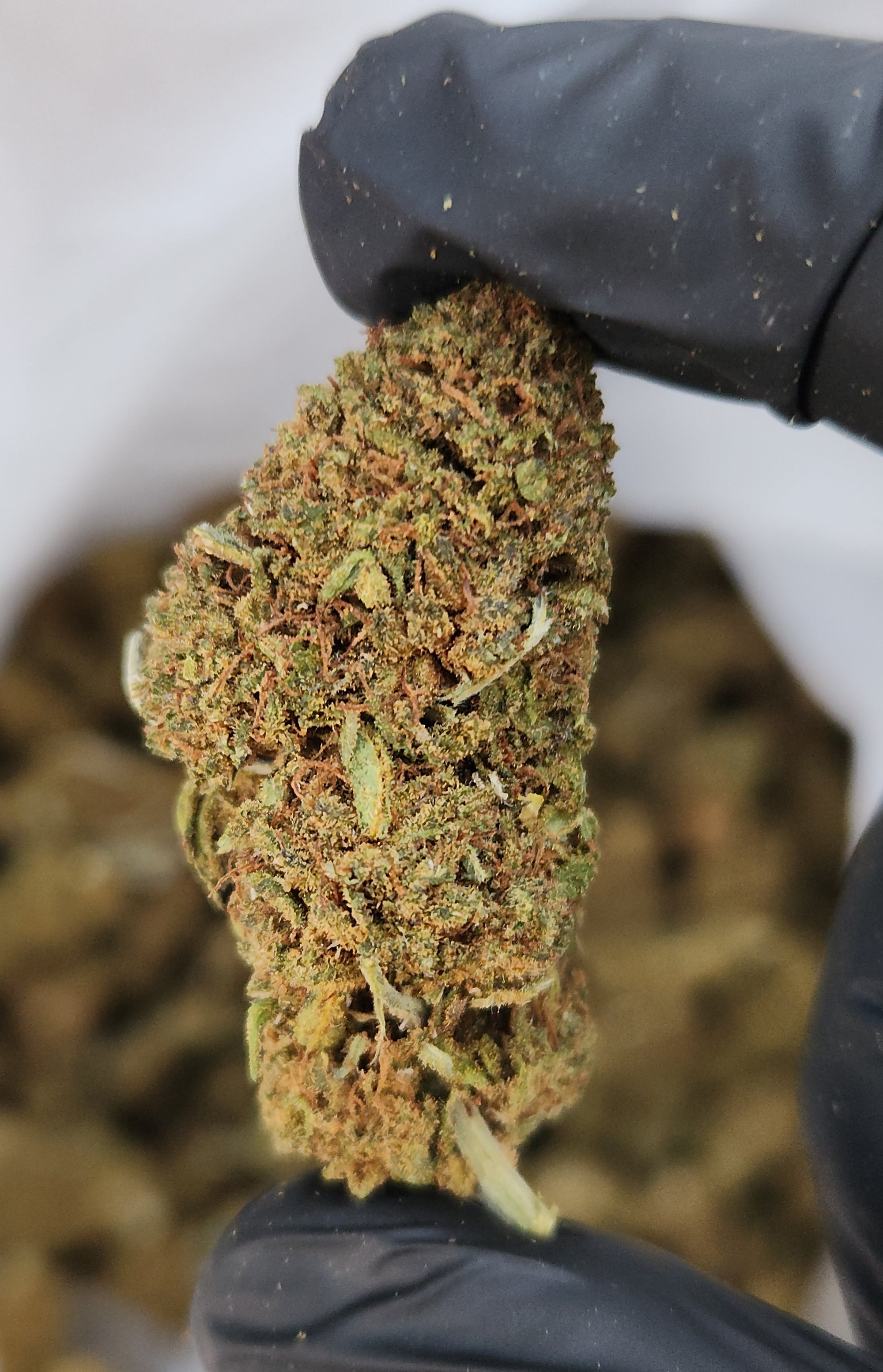 🇺🇸 Lifter (15%)