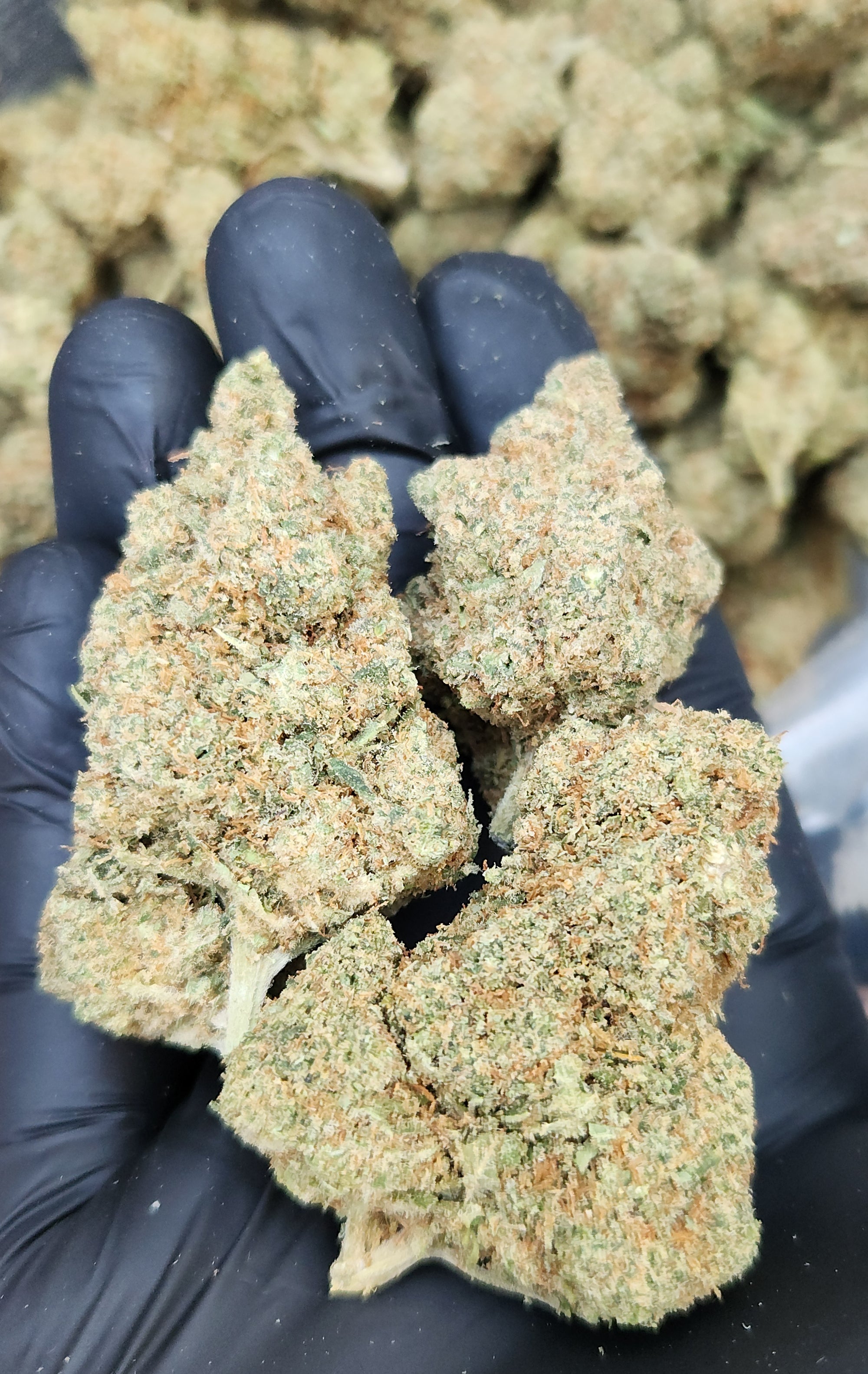 🇪🇺 Melonade (22%)