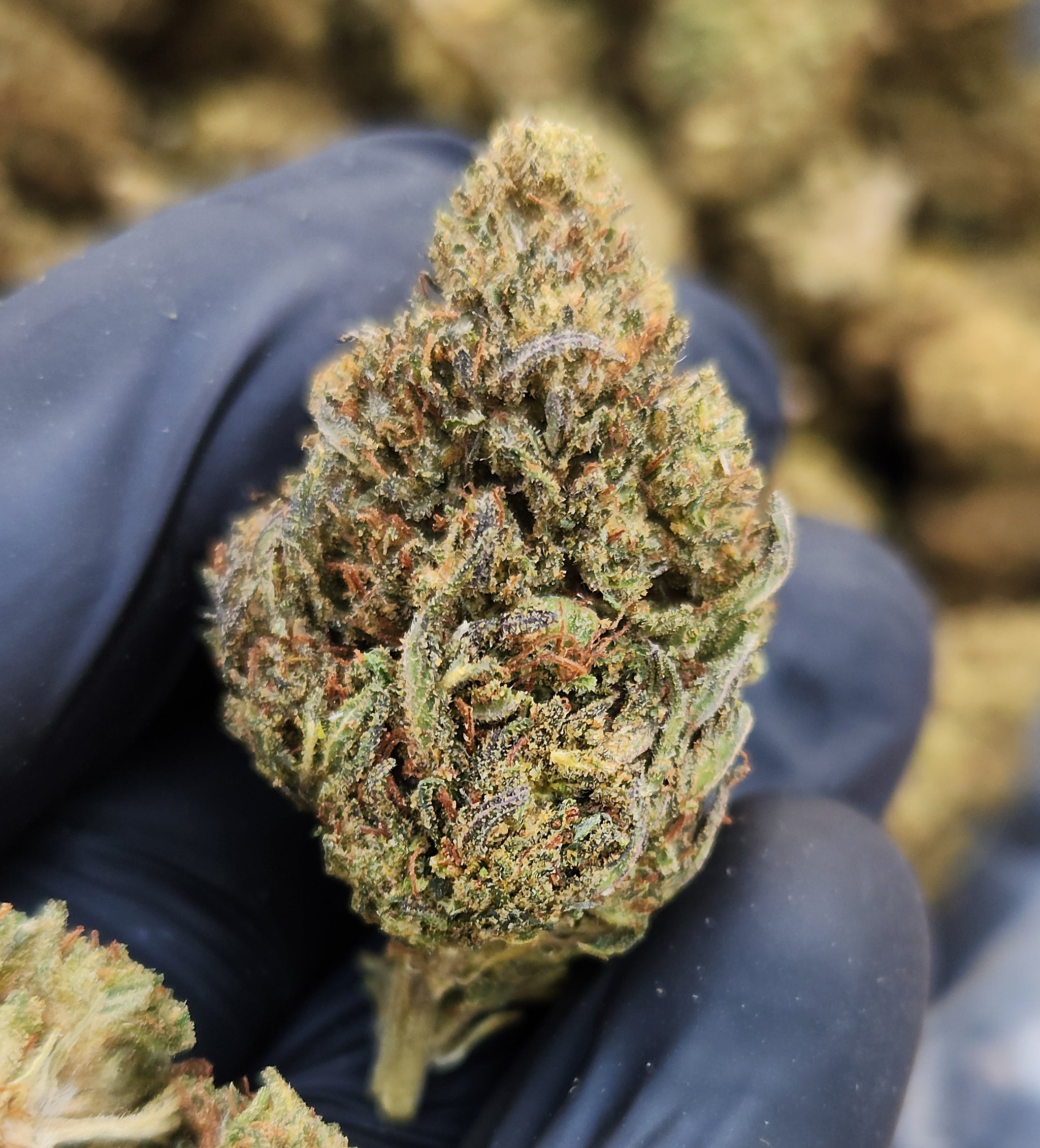 🇺🇸 Rainbow OG (19%)