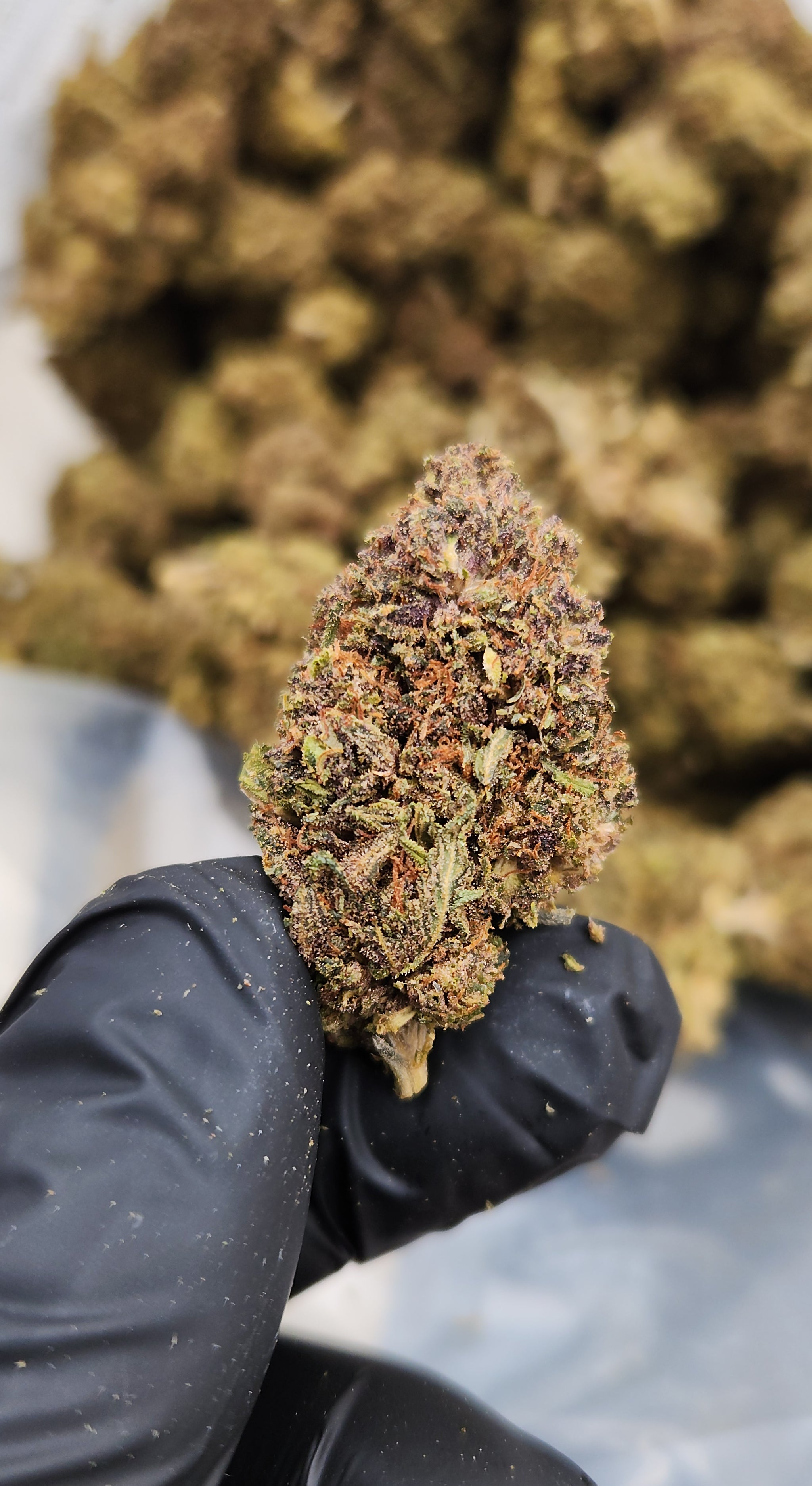 🇺🇸 Garlic Cookies (17%)