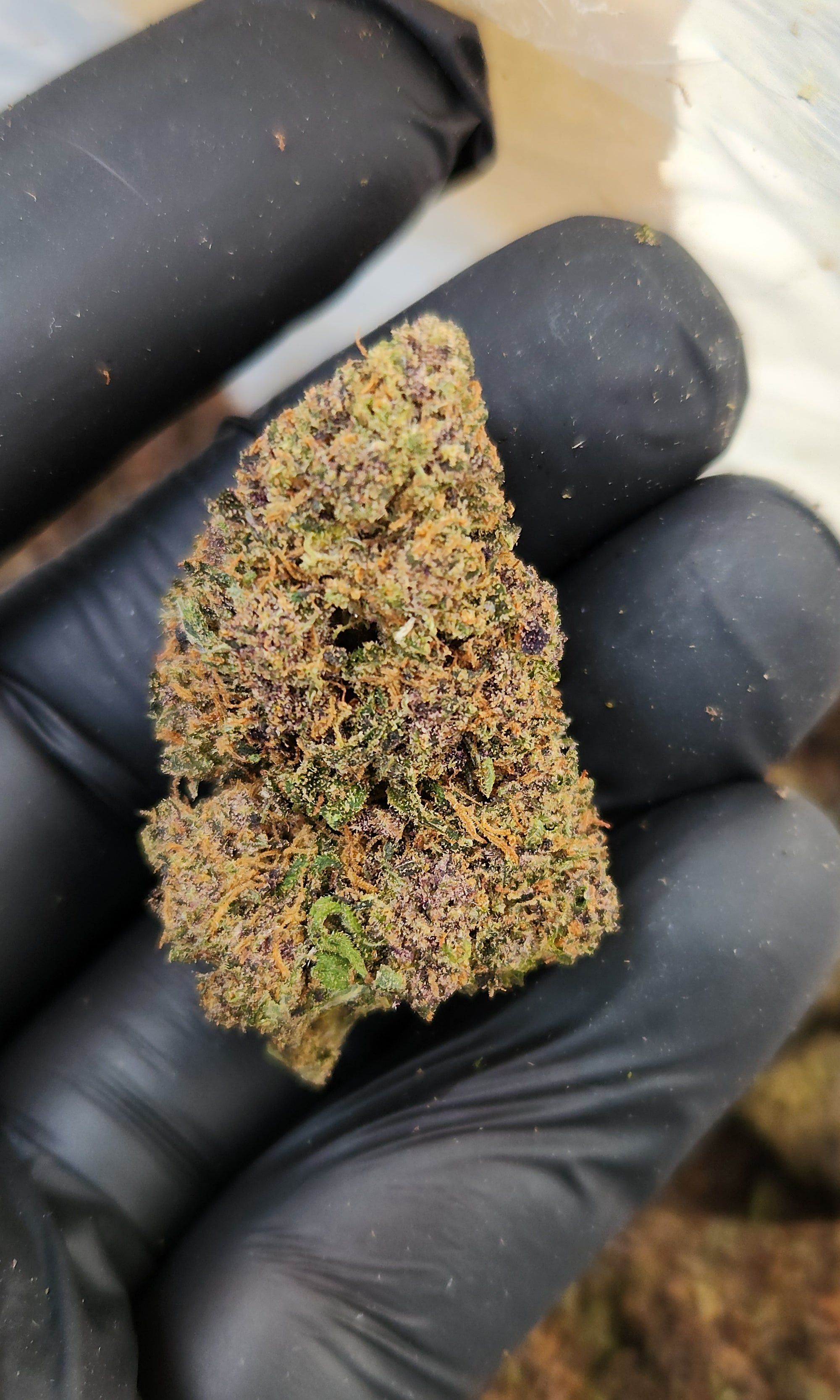 🇺🇸 Lemon Purps (18%)