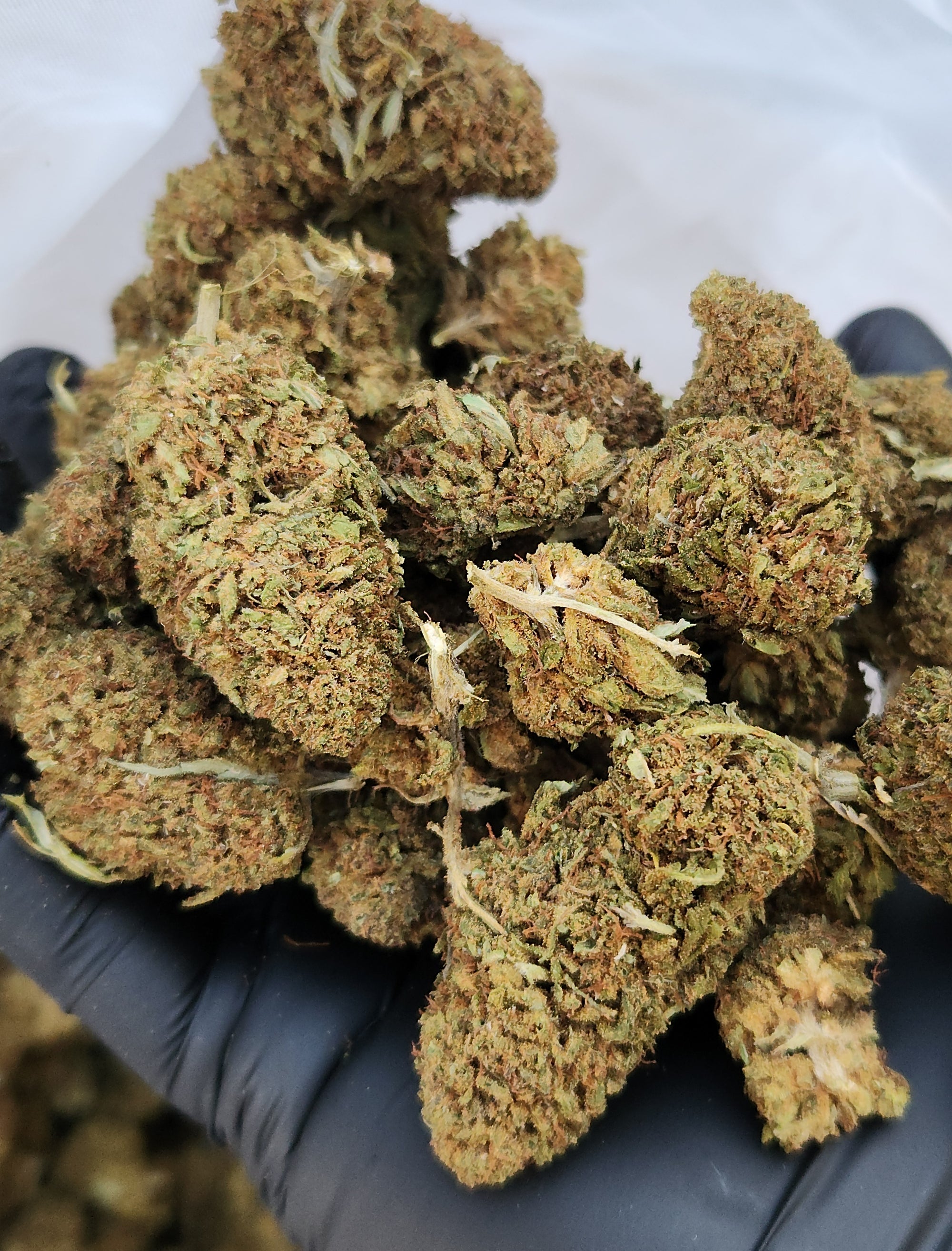 🇺🇸 Lifter (15%)