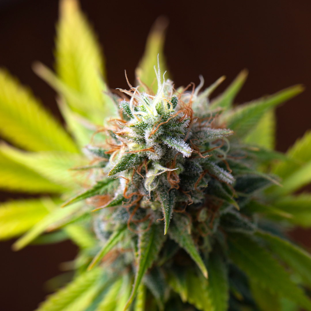 Unlocking the Mysteries: The Science Behind CBD and the Endocannabinoid System