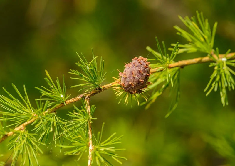 Why You Should Consider Adding Pine Pollen to Your CBD Arsenal