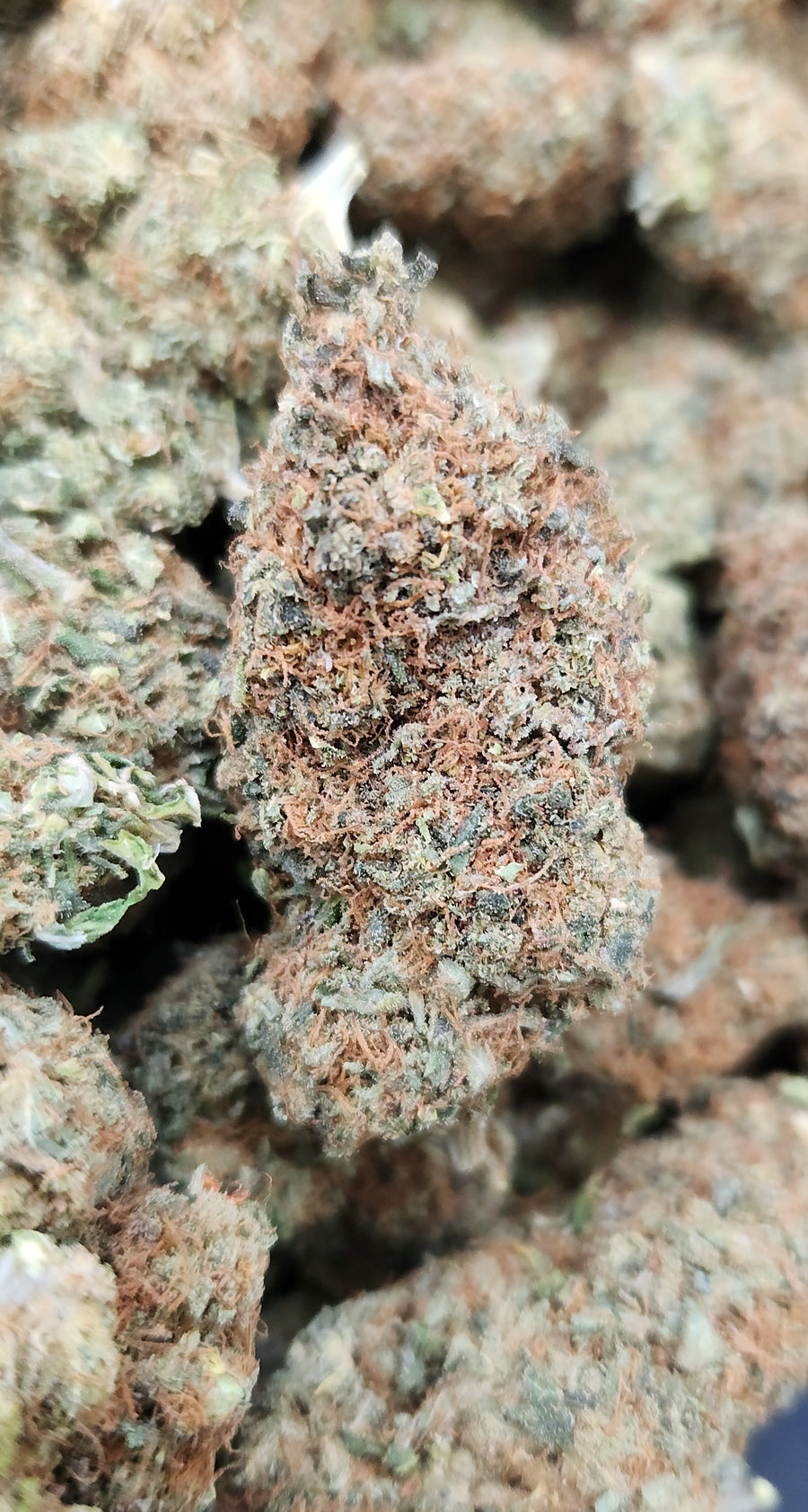 Redwood Kush (8%)