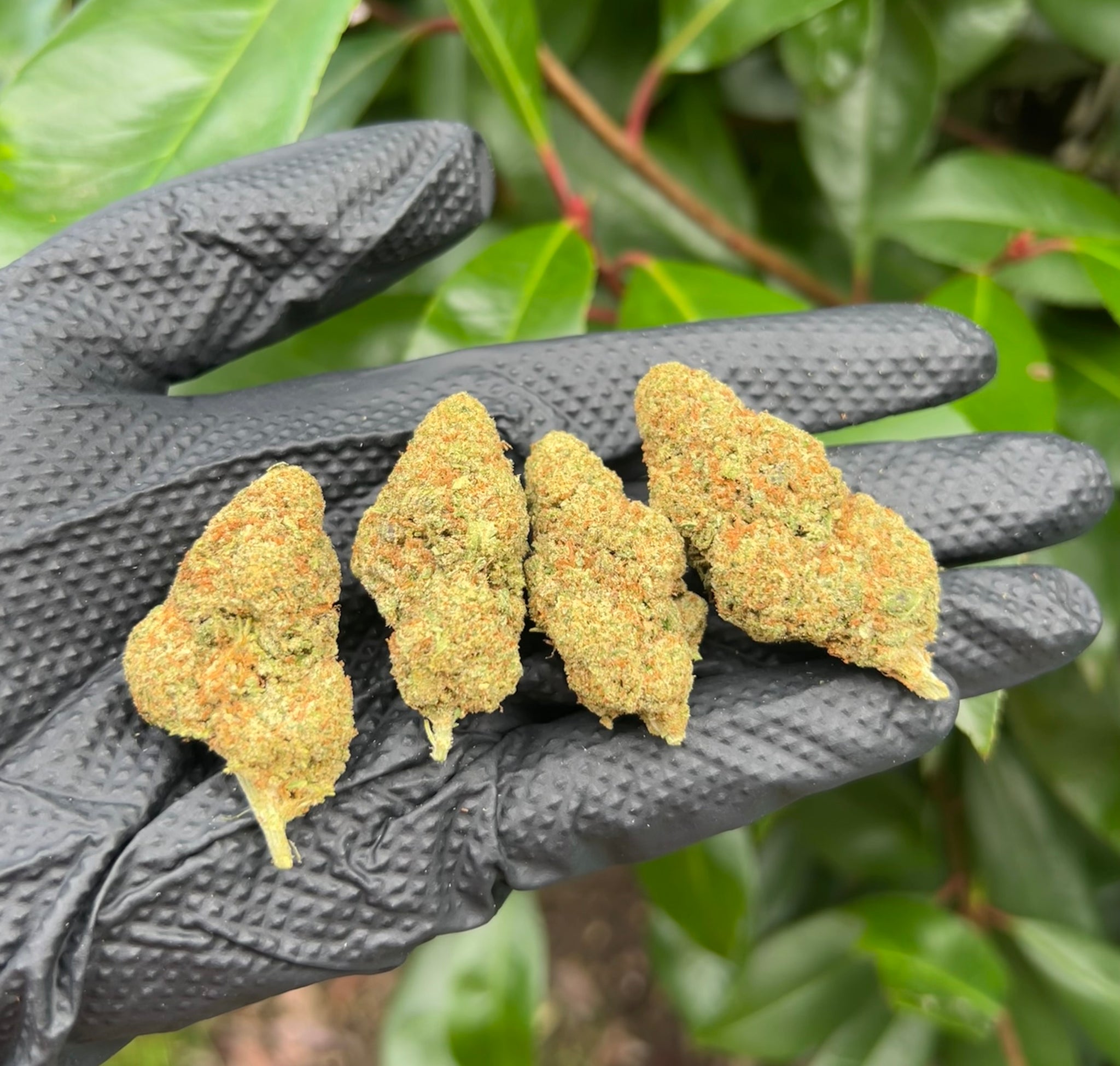 Strawberry Cough (21%)