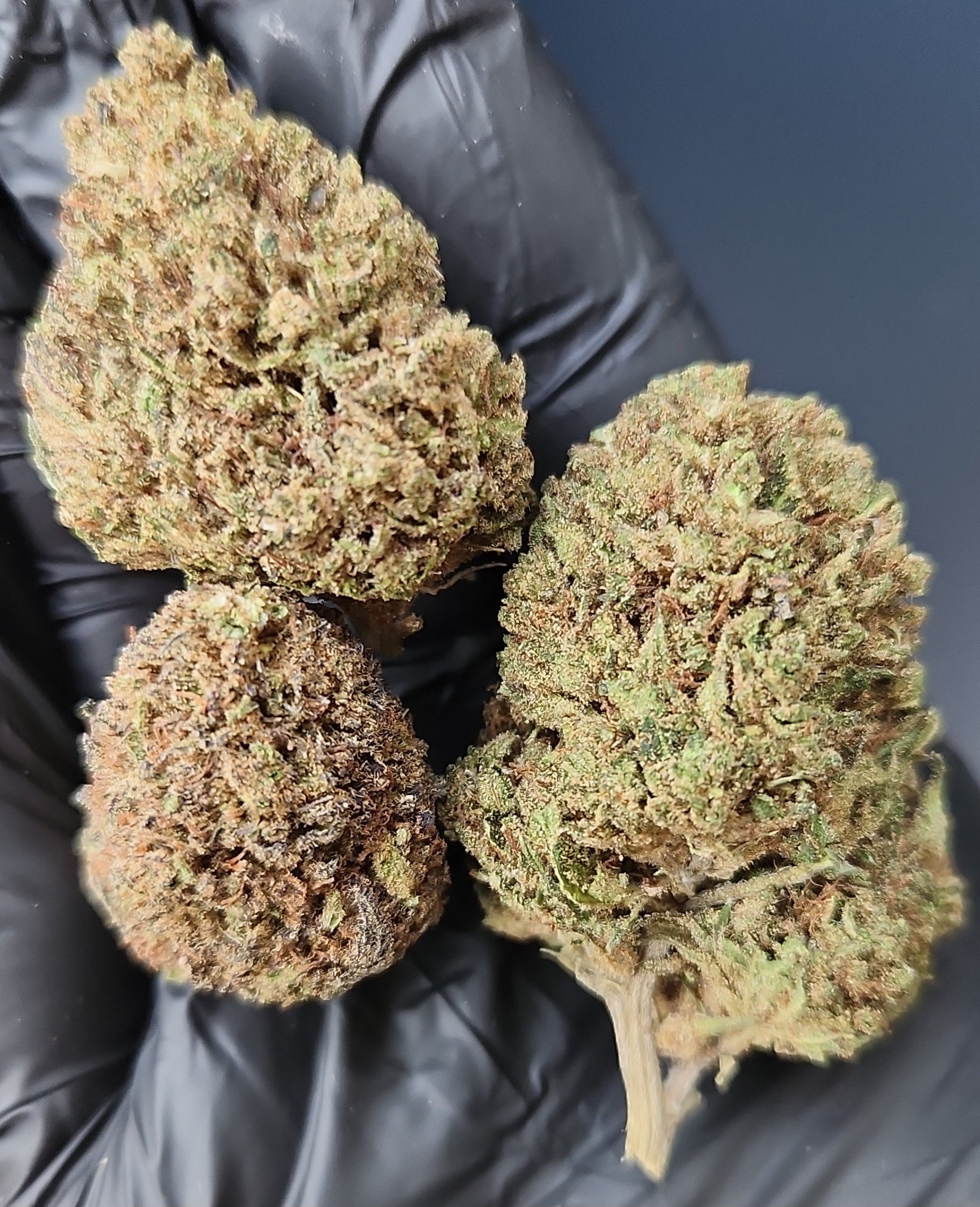 🇺🇸 Midwest OG (17%)