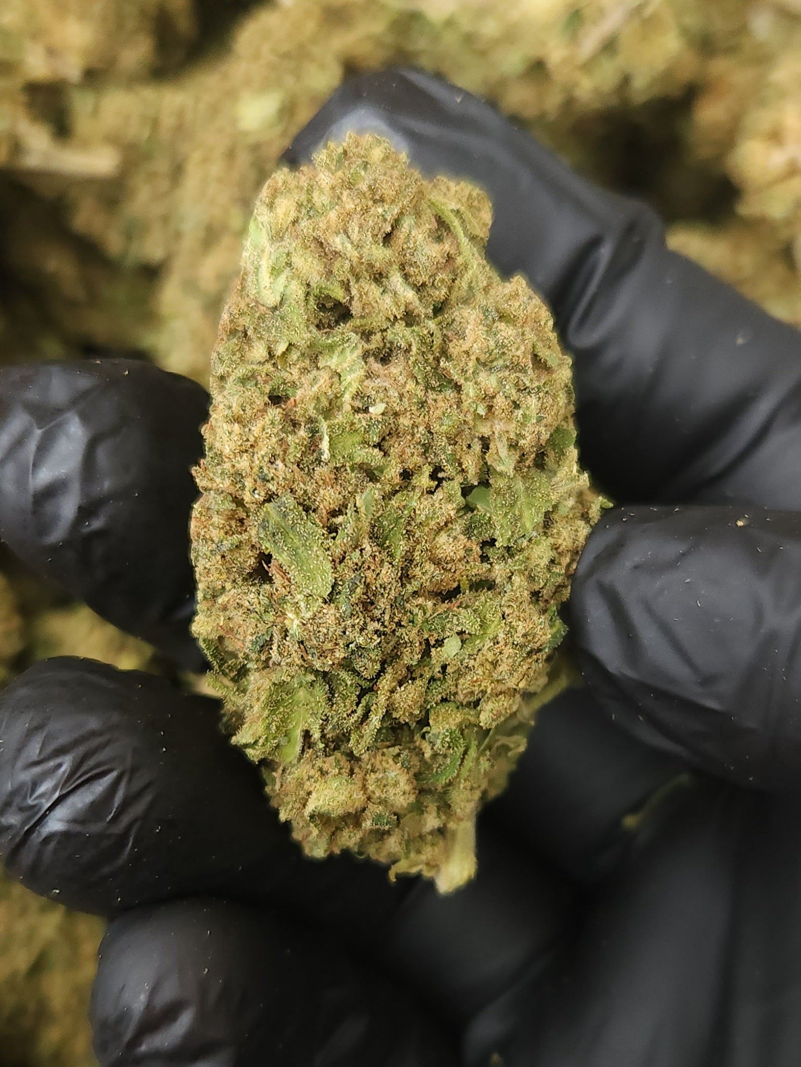 🇪🇺 Blackberry Kush (16%)