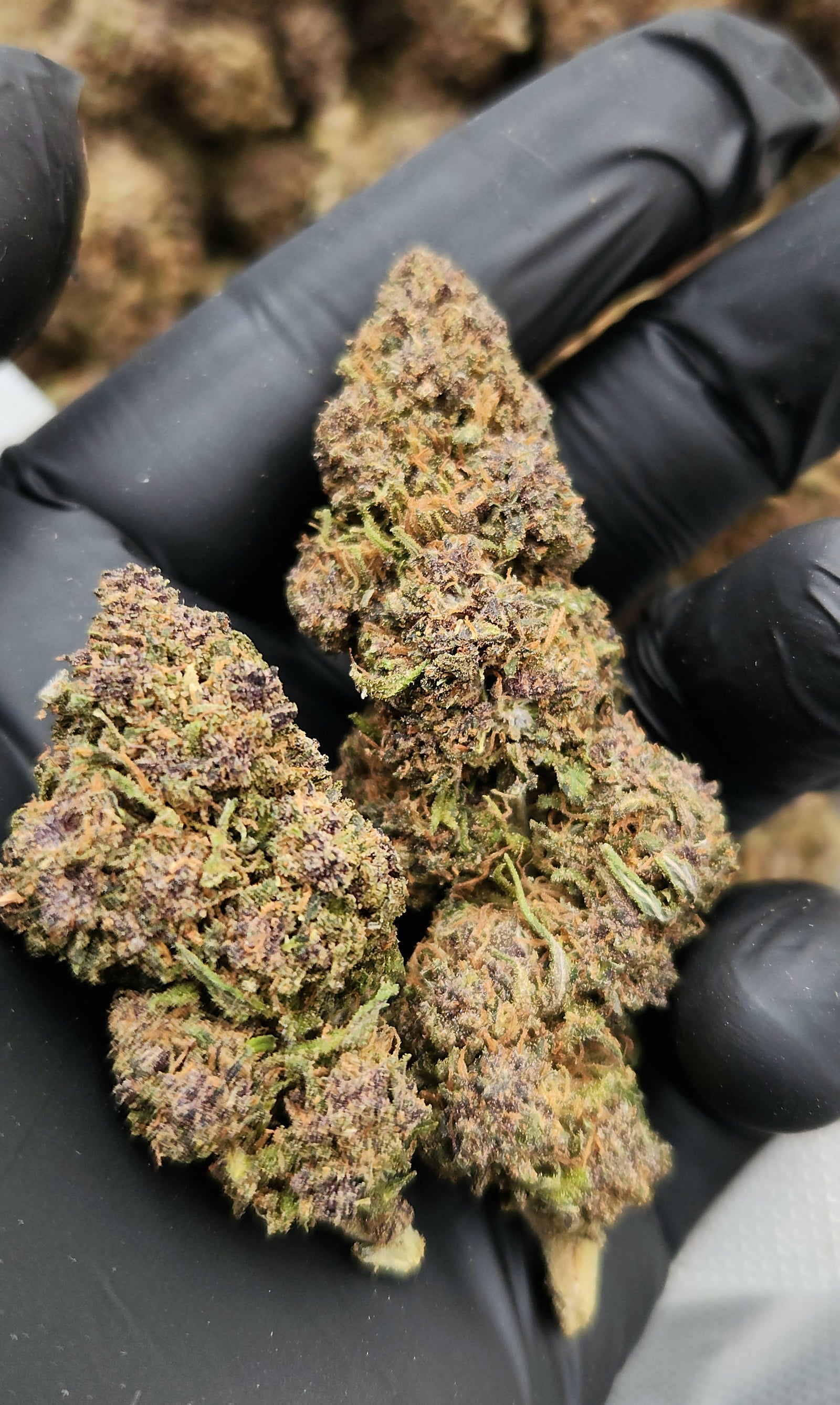 🇺🇸 Grape Stomper (17%)