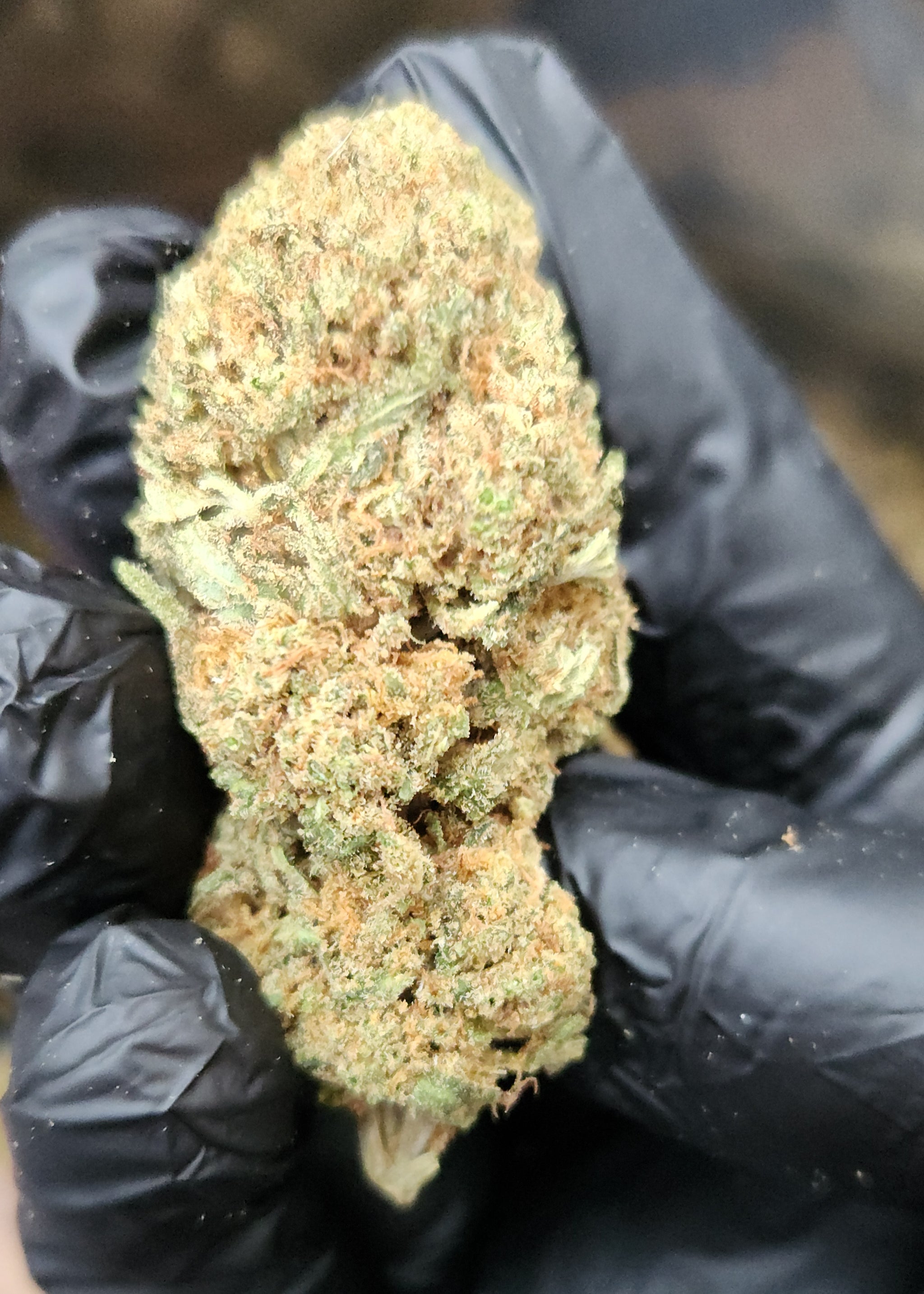 🇺🇸 Crystal Kush (22%)