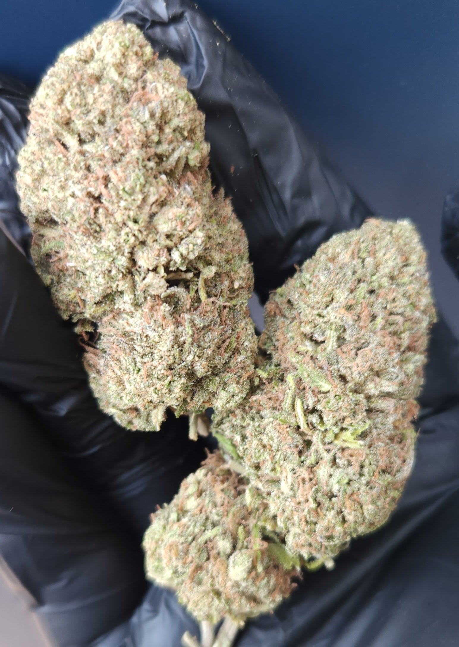 🇺🇸 Pineapple Berries (22%)