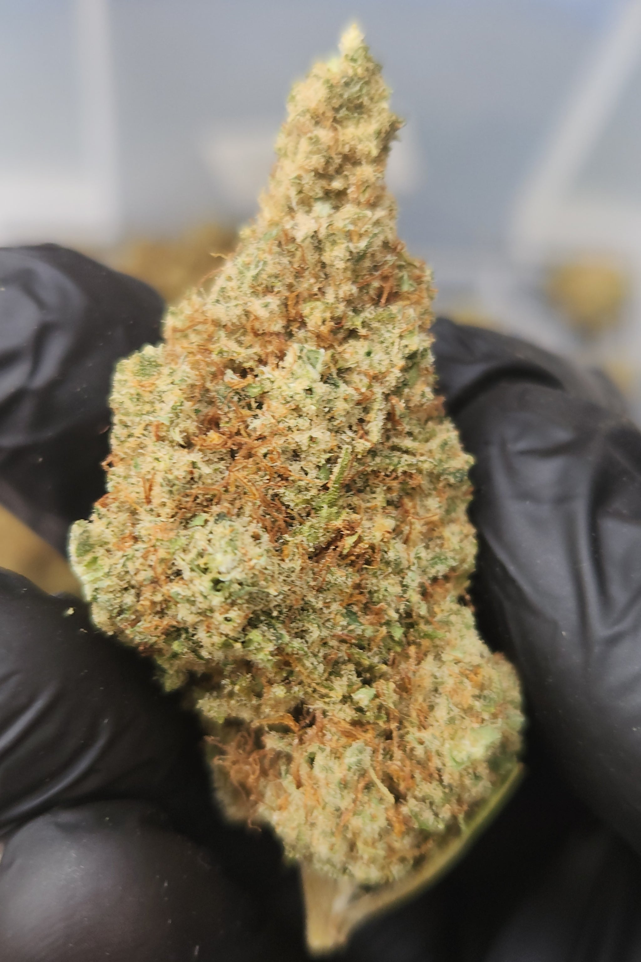 🇪🇺 Orange Bud (15%)