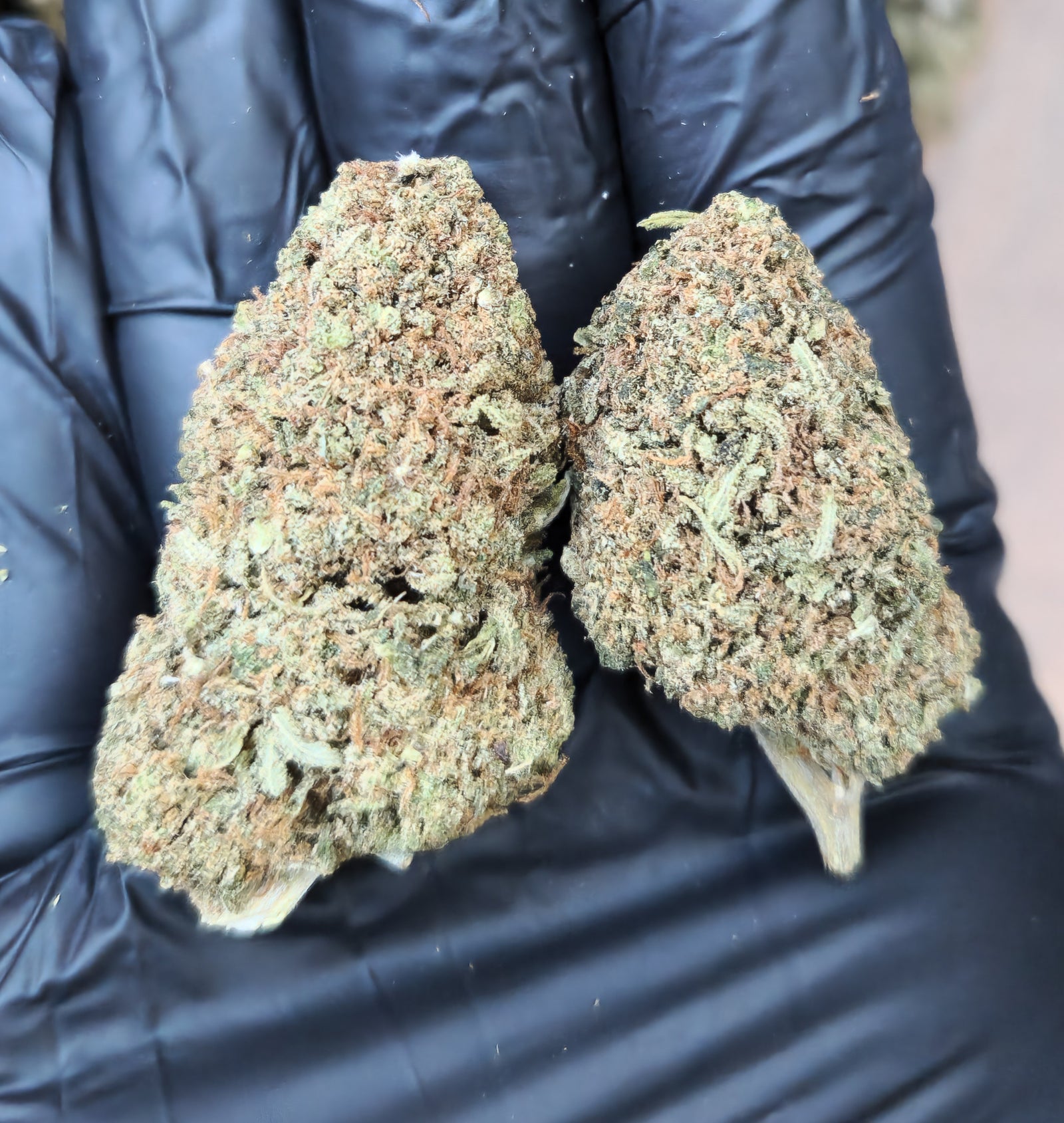 🇺🇸 Royal OG- End Of Batch (21%)