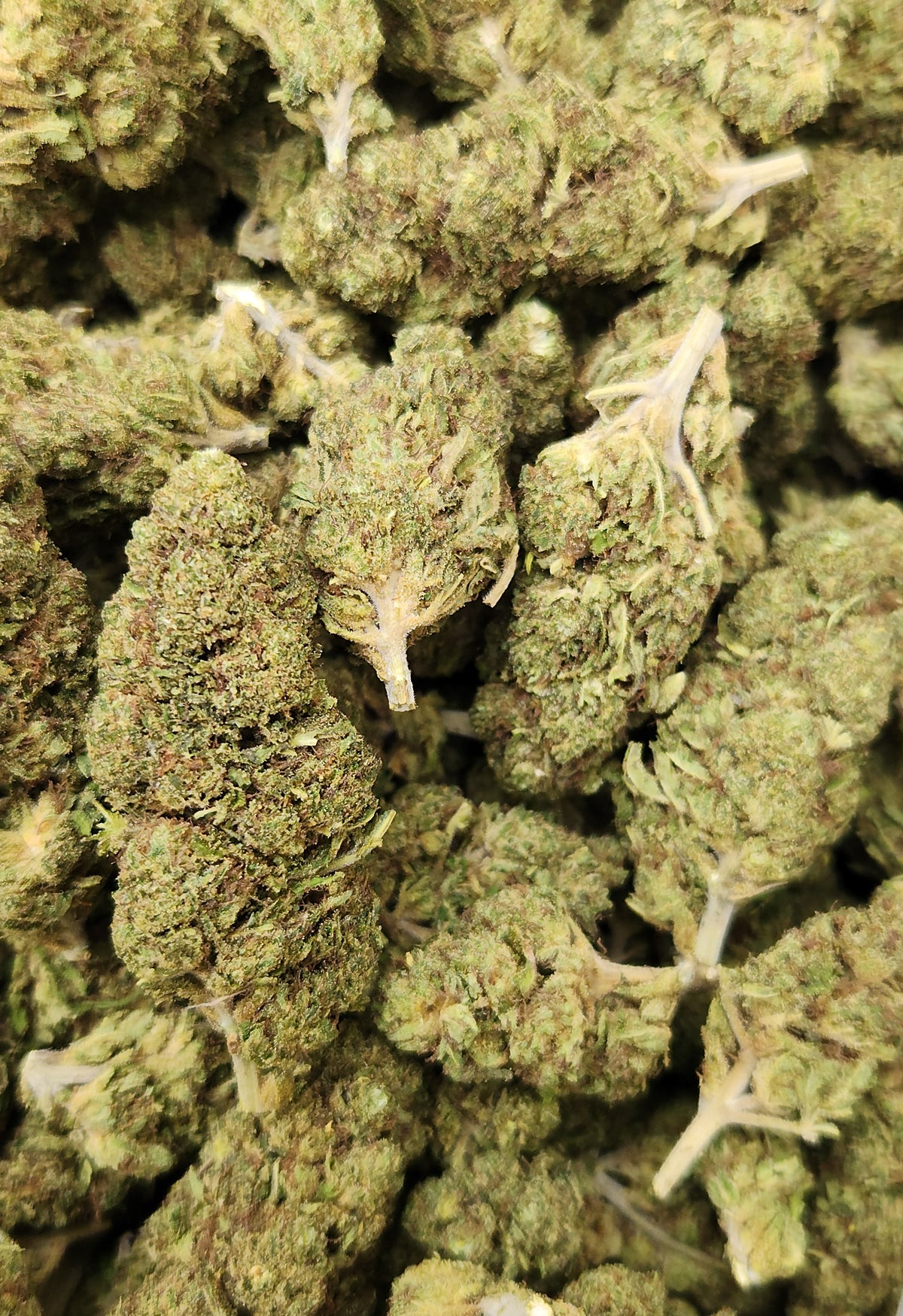 🇨🇴 Bubble Sherb (10%)