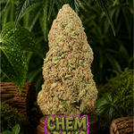 🇺🇸 Chem Dawg (18%)