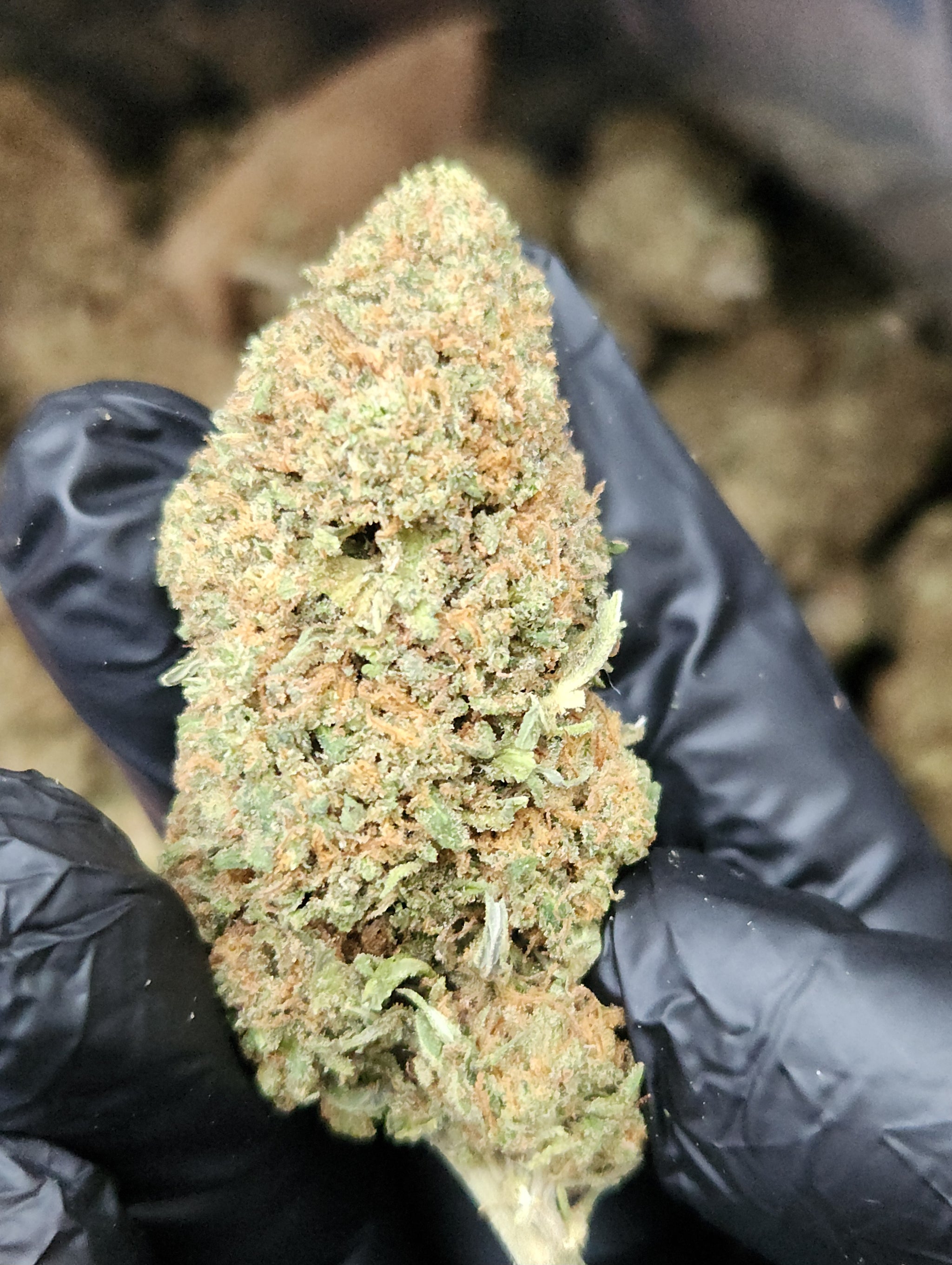 🇺🇸 Crystal Kush (22%)