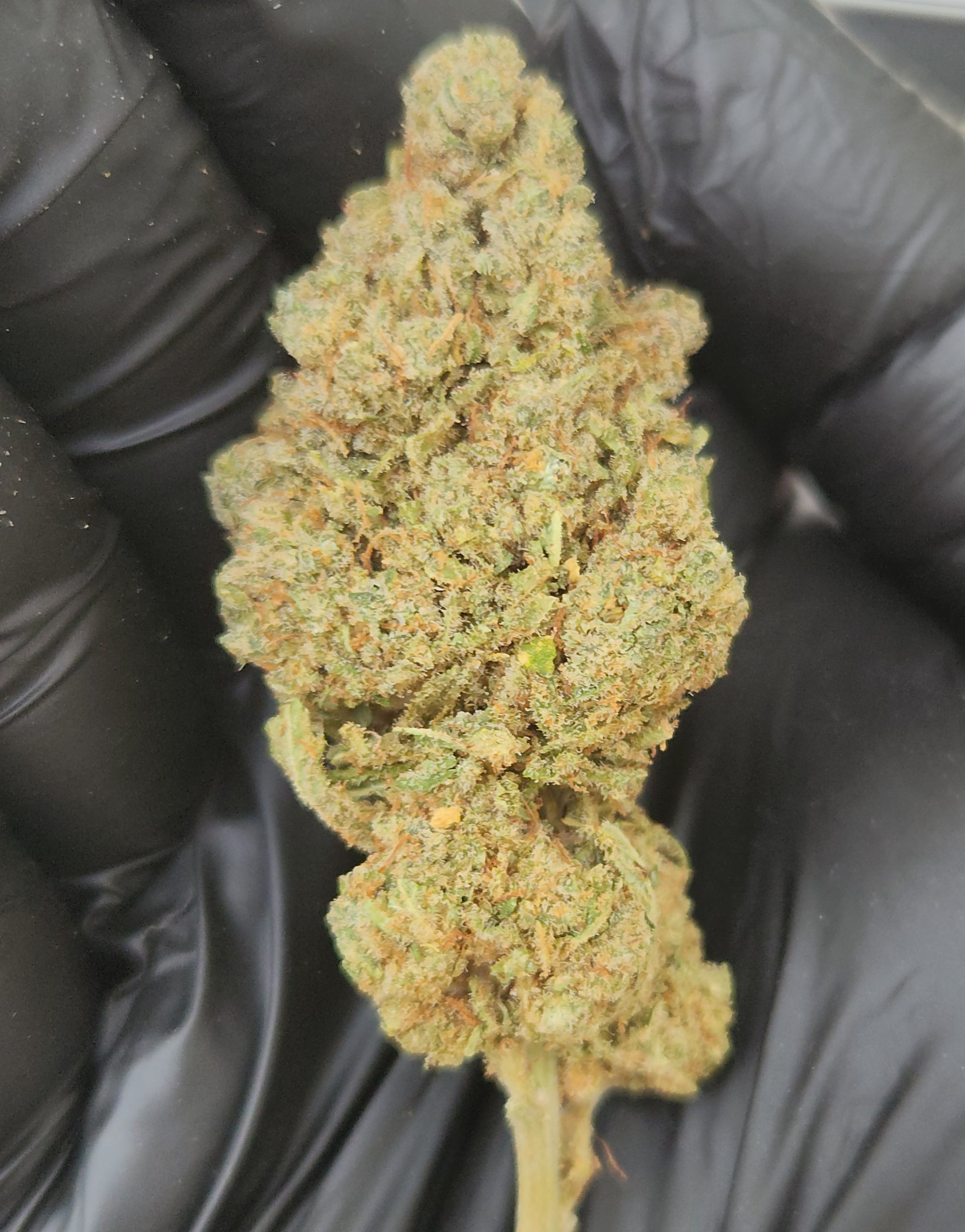 🇪🇺 Super Lemon Haze (23%)