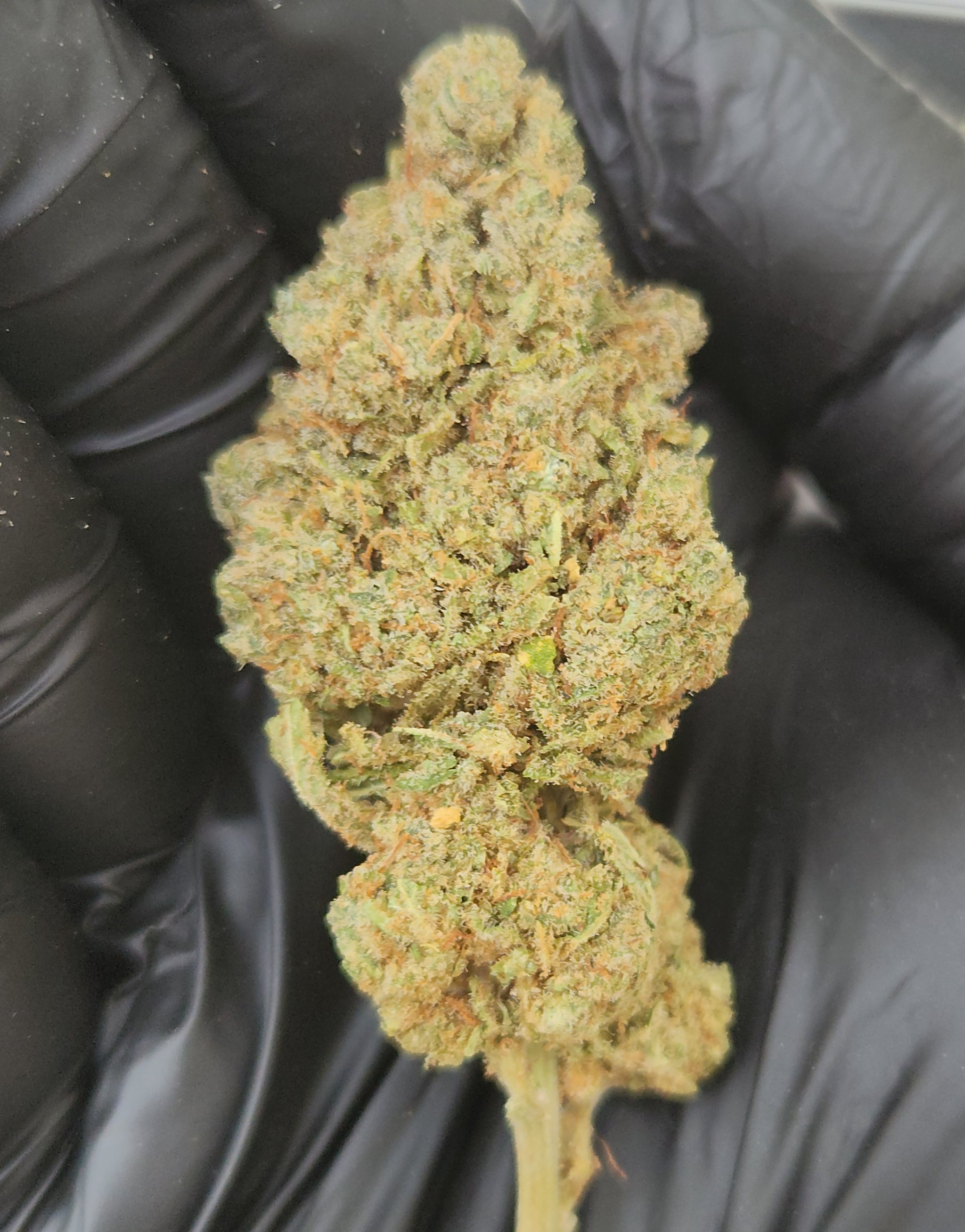 🇪🇺 Super Lemon Haze (23%)