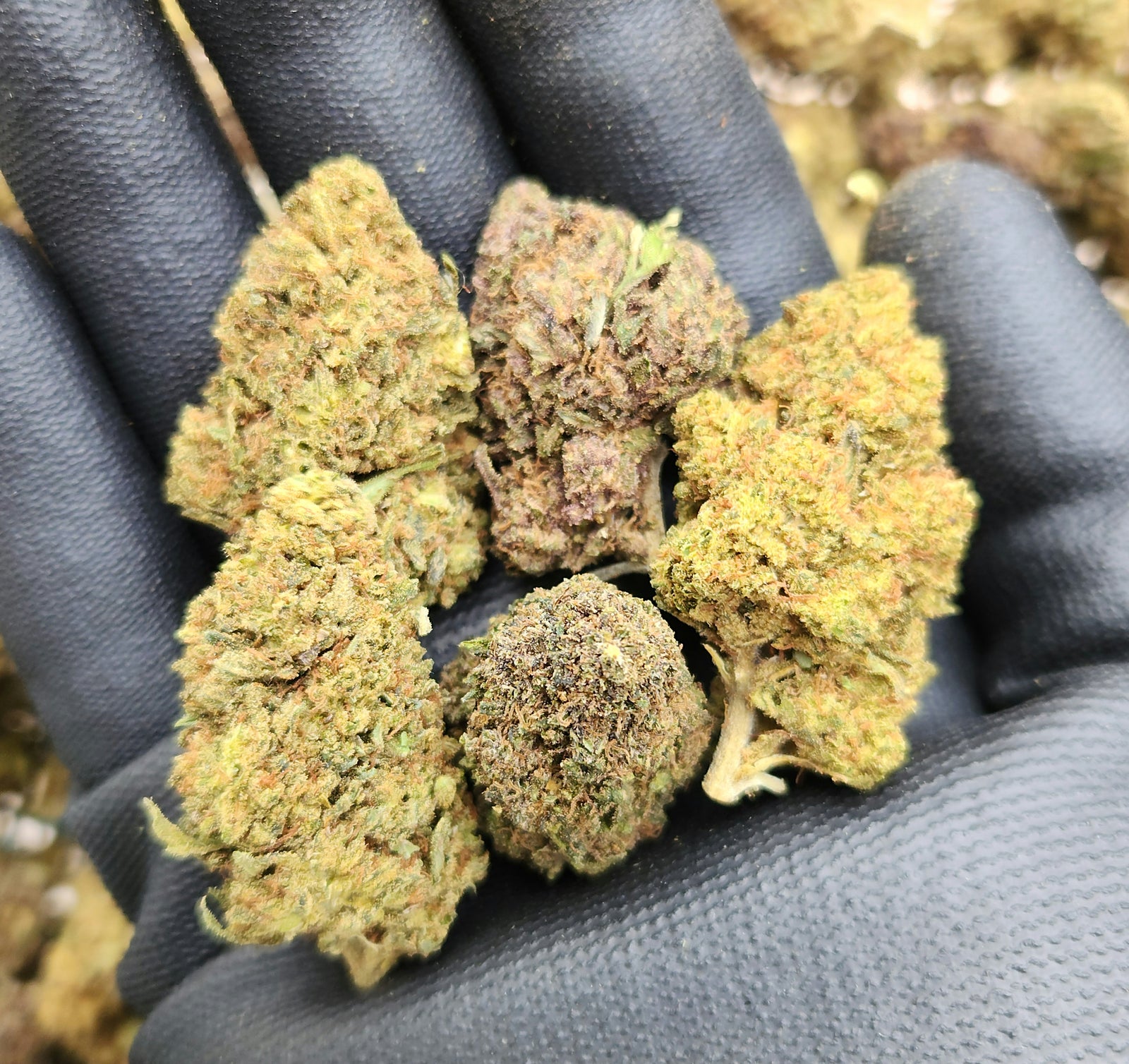 🇺🇸 Pineapple Express (16%)