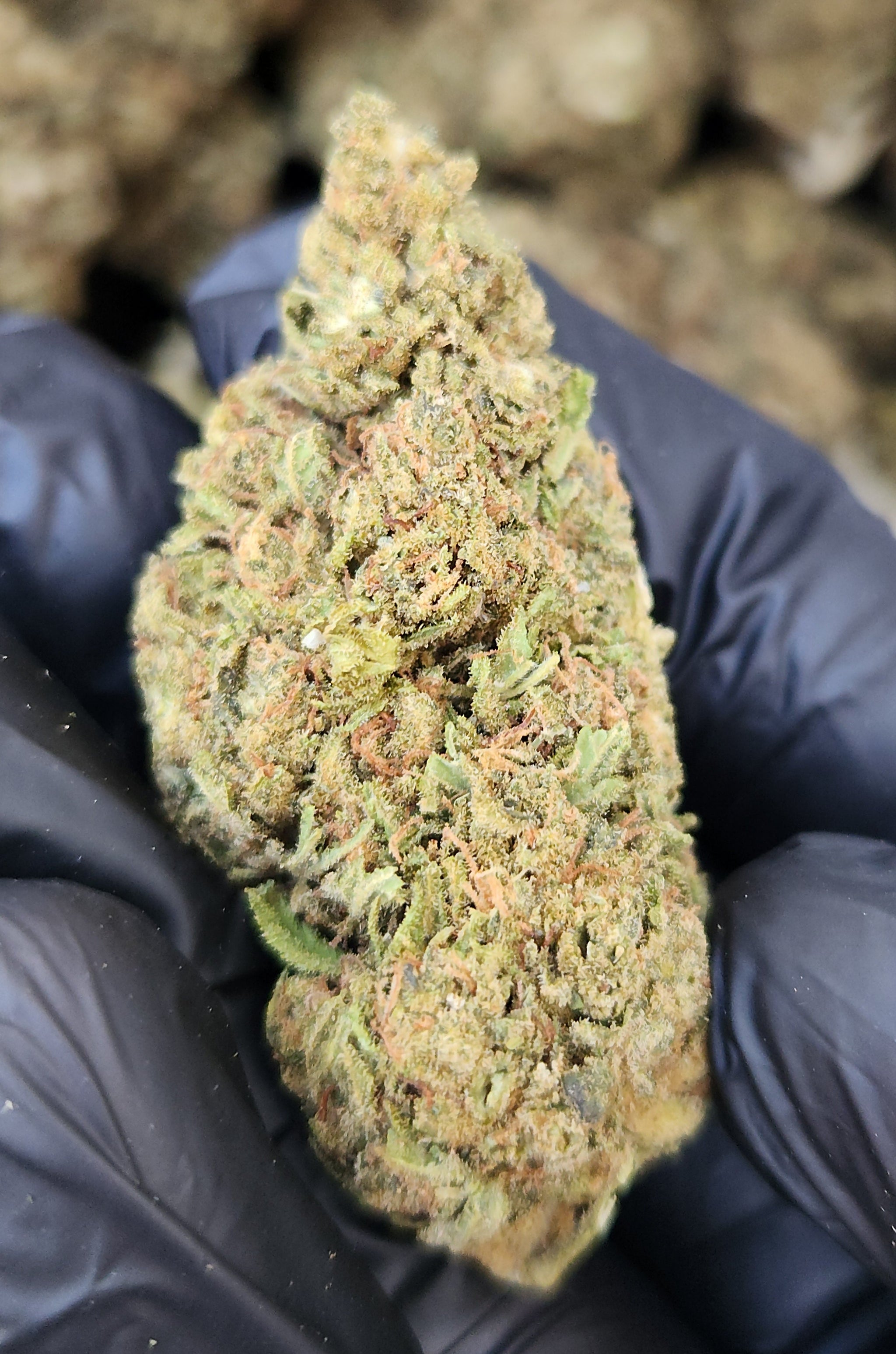 🇺🇸 Sour Suver Haze (13%)