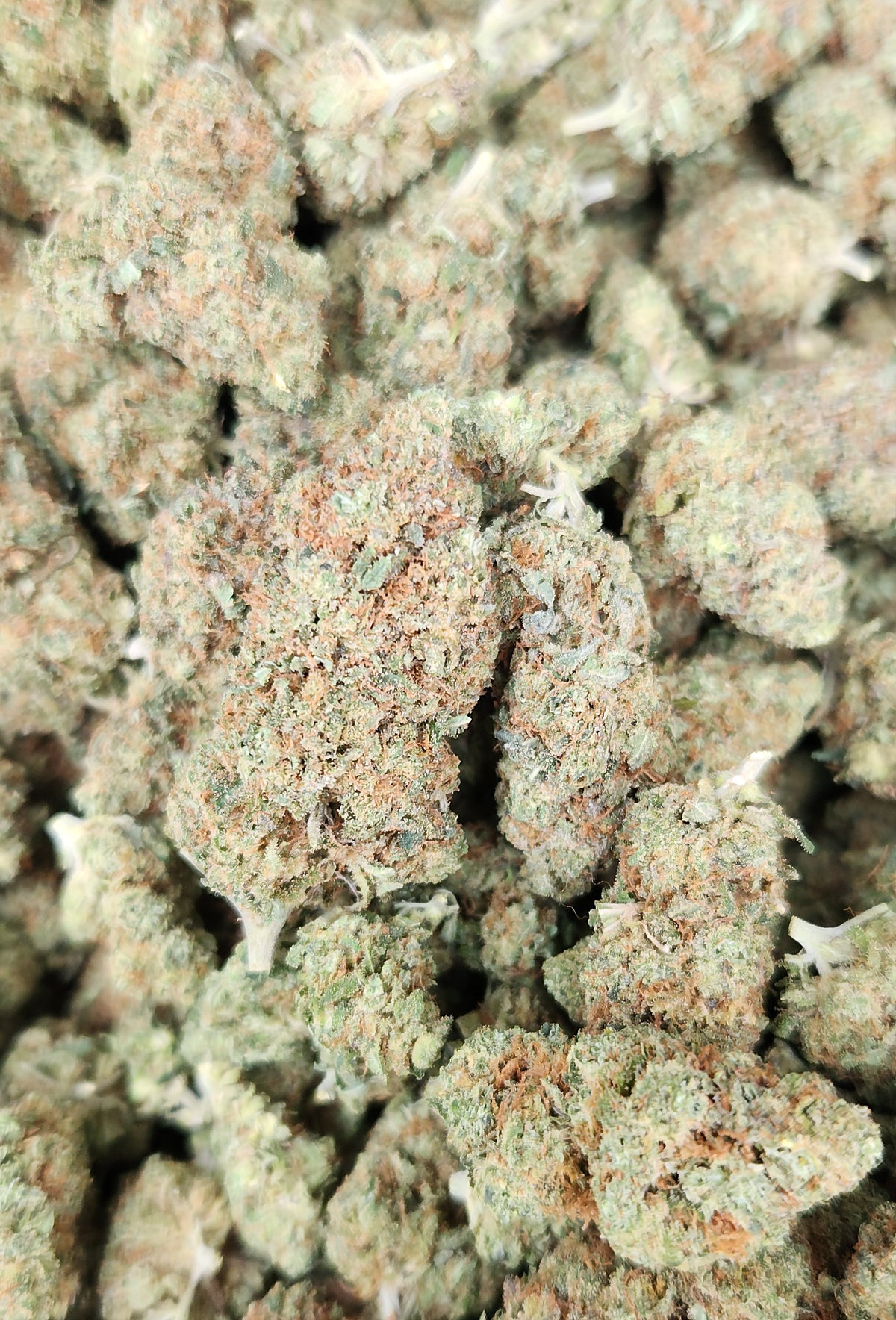 🇨🇴 Oreo Milk (14%)