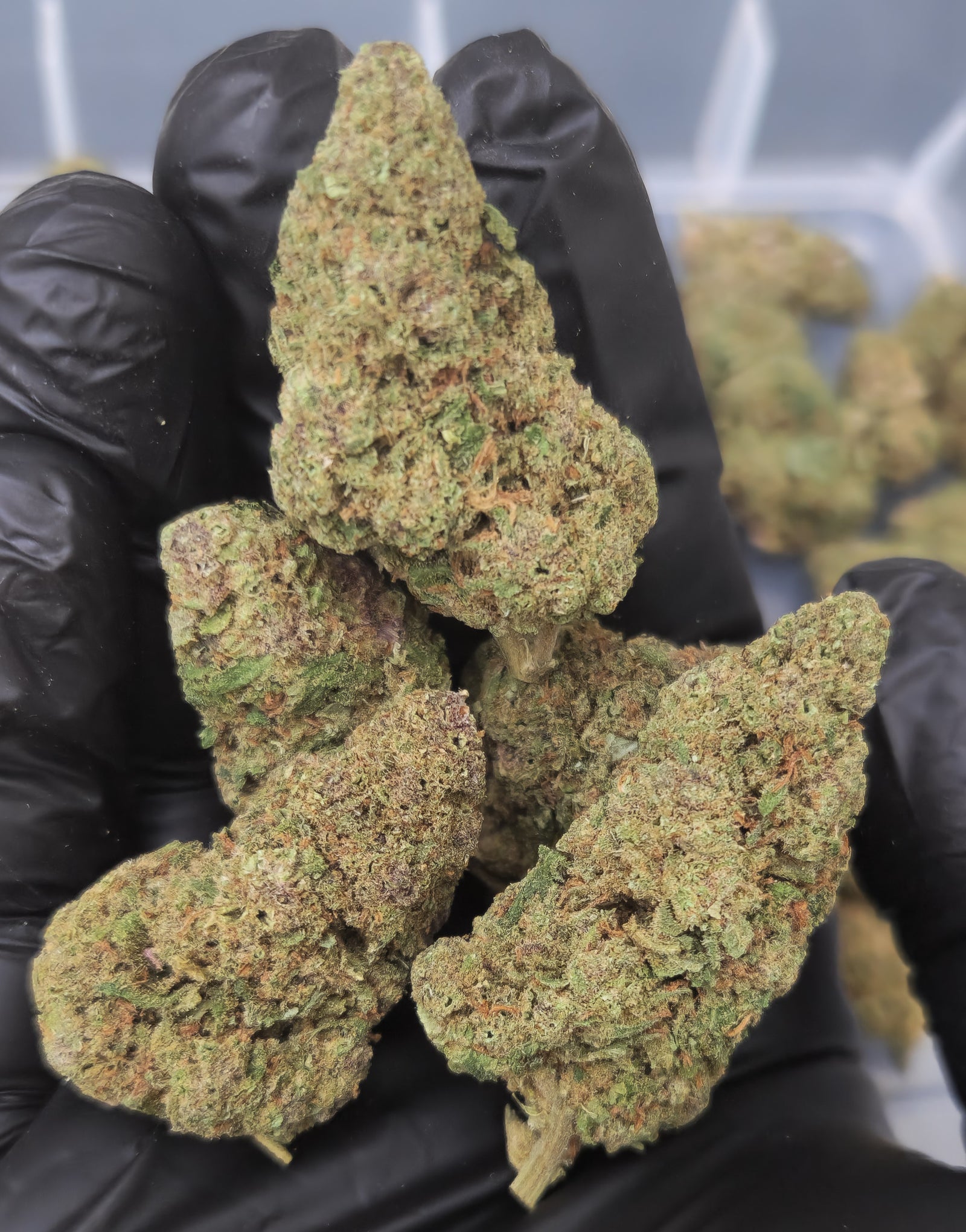 🇪🇺 Apple Haze (22%)