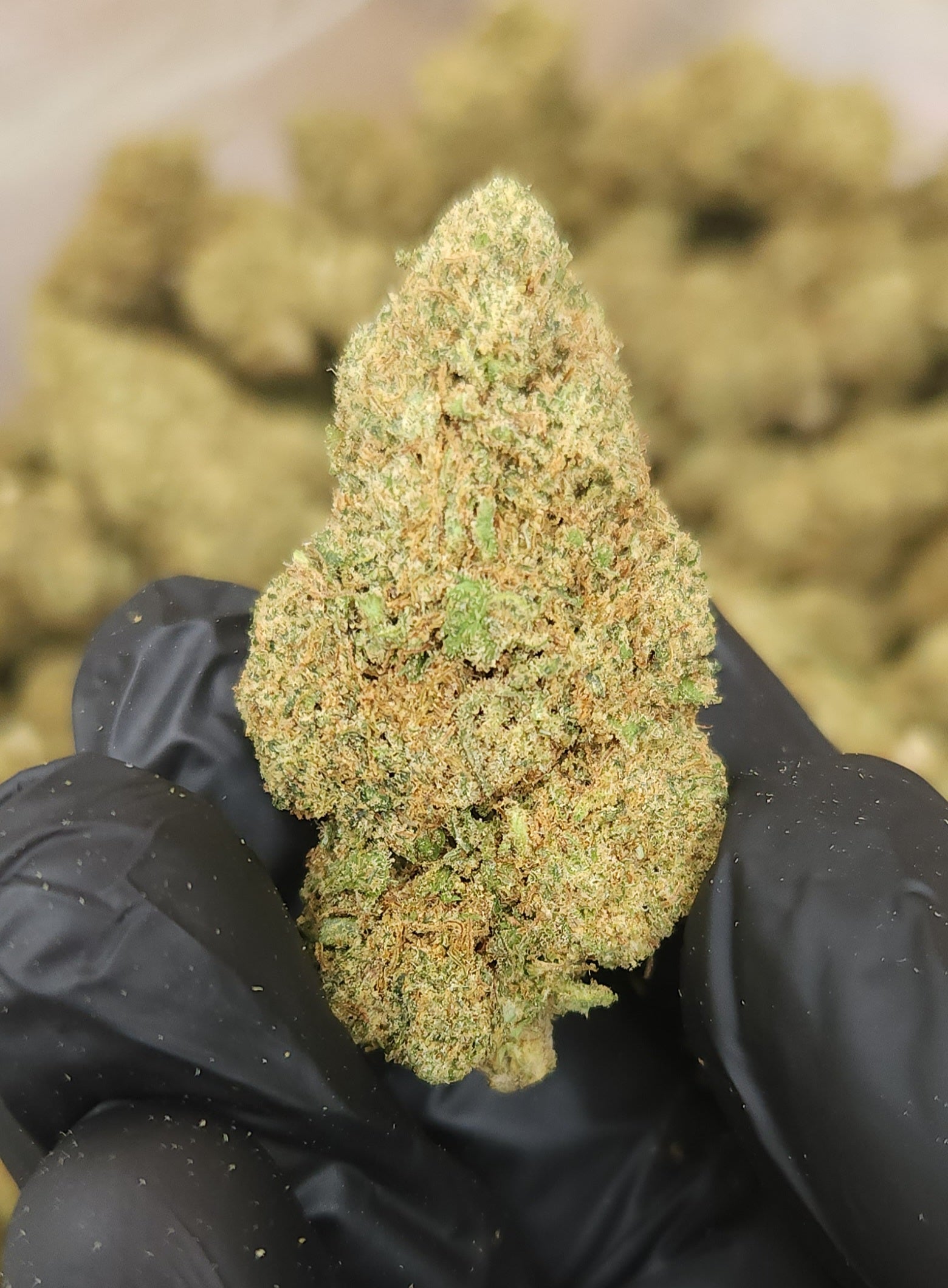 🇪🇺 Mango Haze (18%)