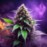 CBD Flower Wholesale