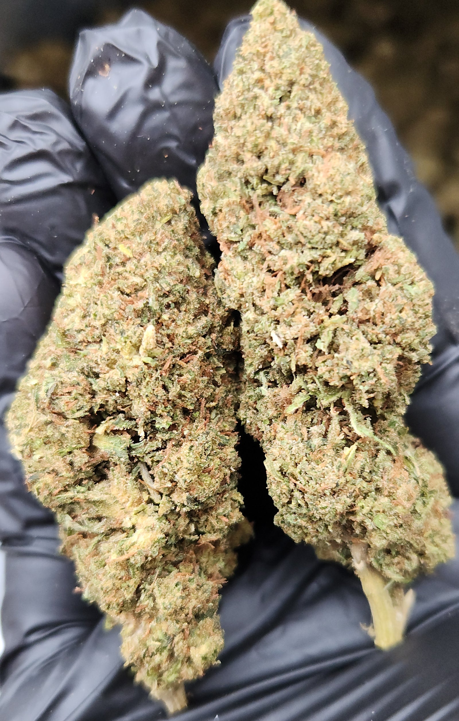 🇺🇸 Candy OG (19%)