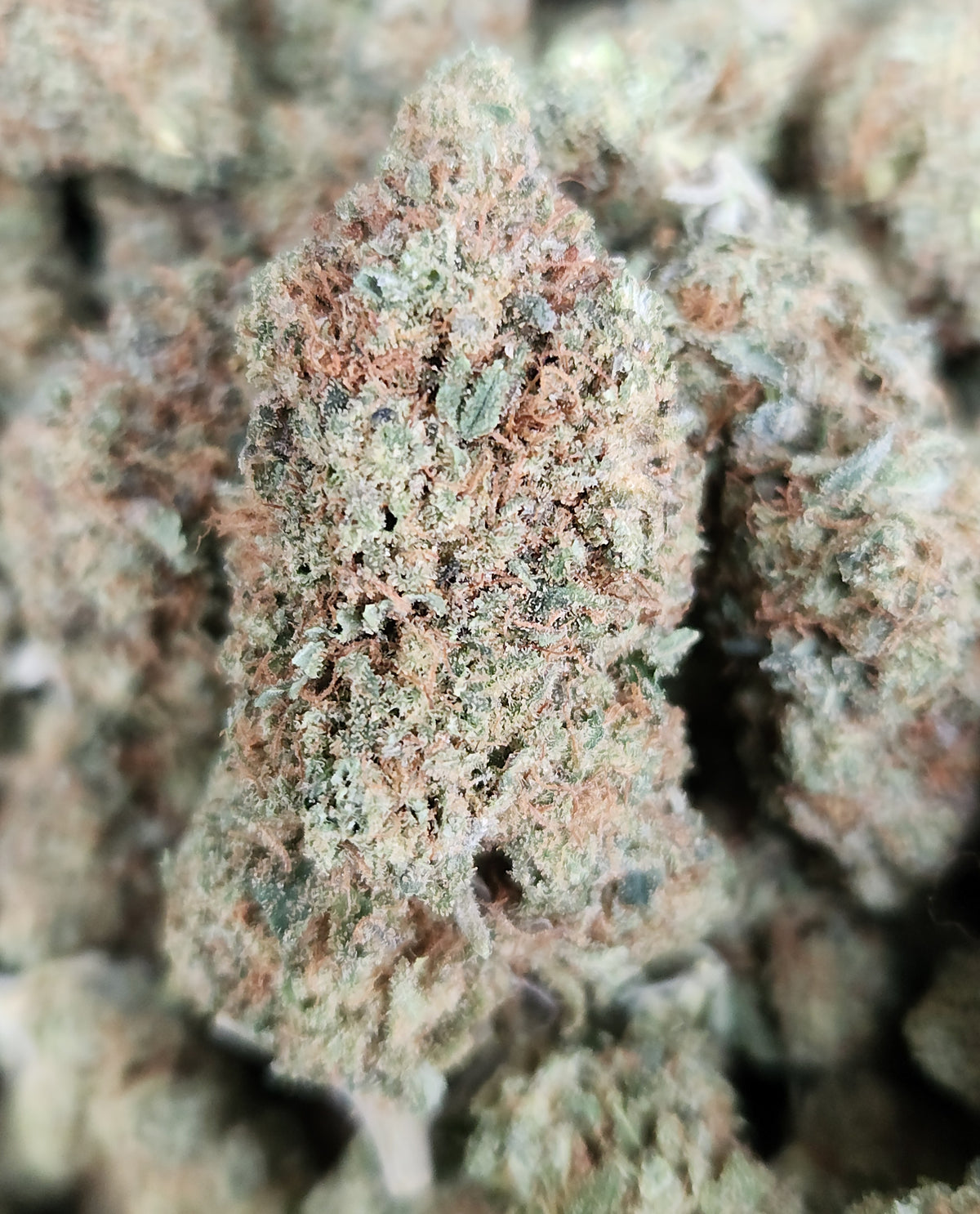 🇨🇴 Oreo Milk (14%)