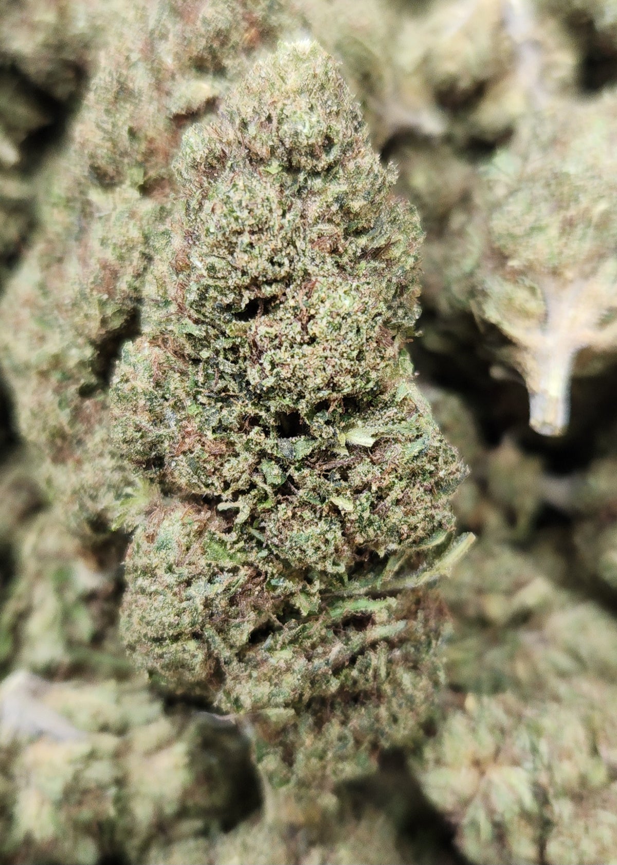 🇨🇴 Bubble Sherb (10%)